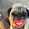 Paci-Chew Smile Dog Chew Toy